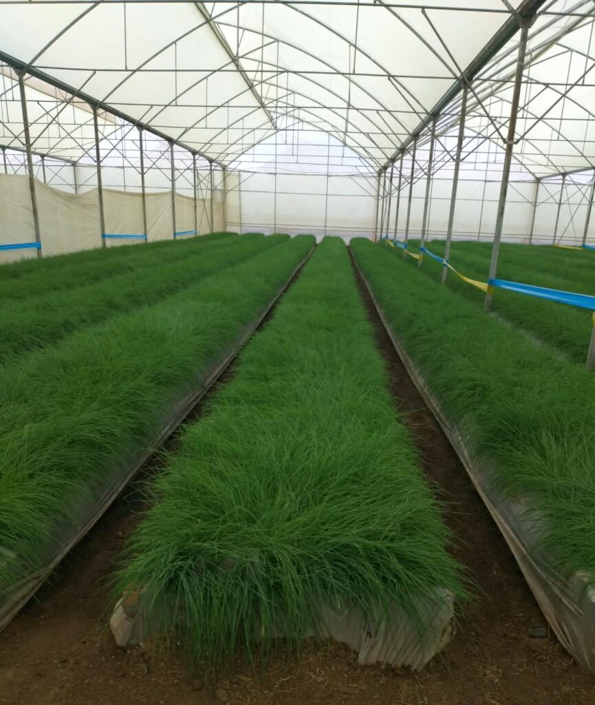 Import Fresh Sage from Kenya (1)
