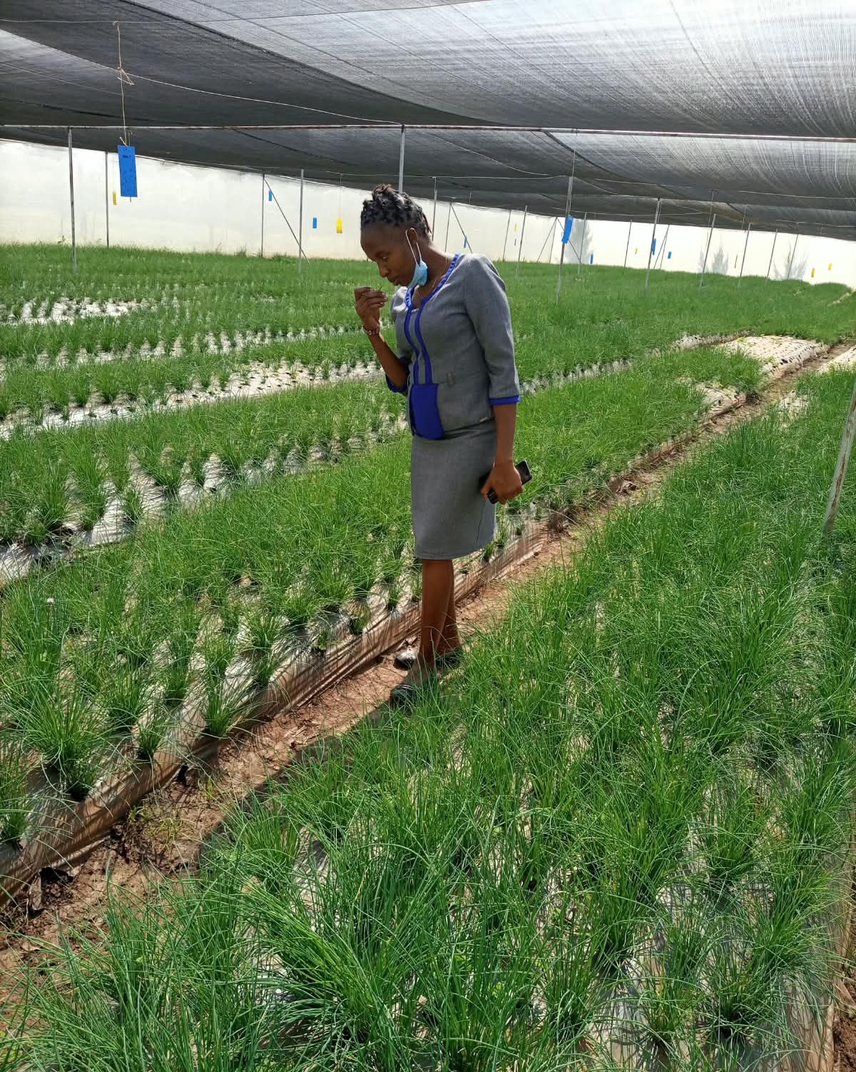 fresh sage for sale in Kenya