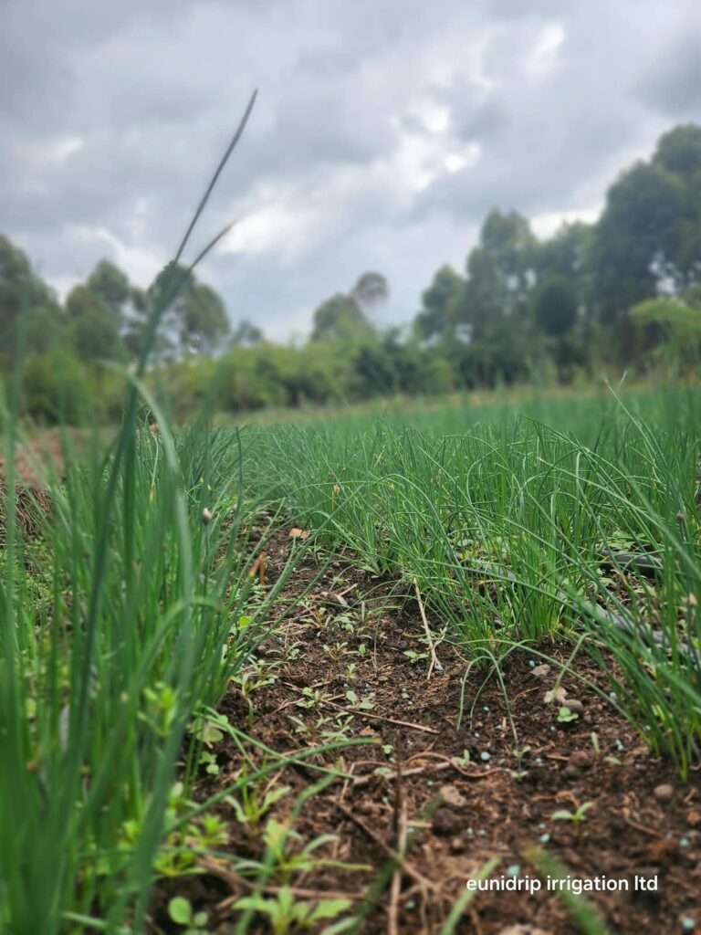 import fresh chives from Kenya