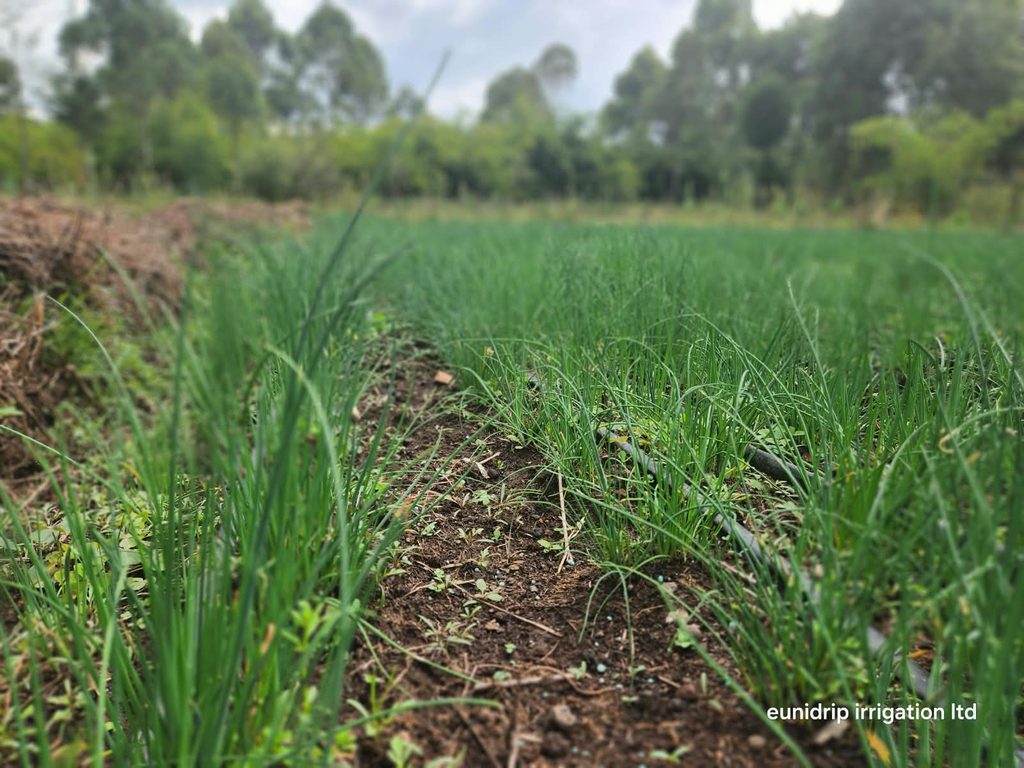 import fresh chives from Kenya