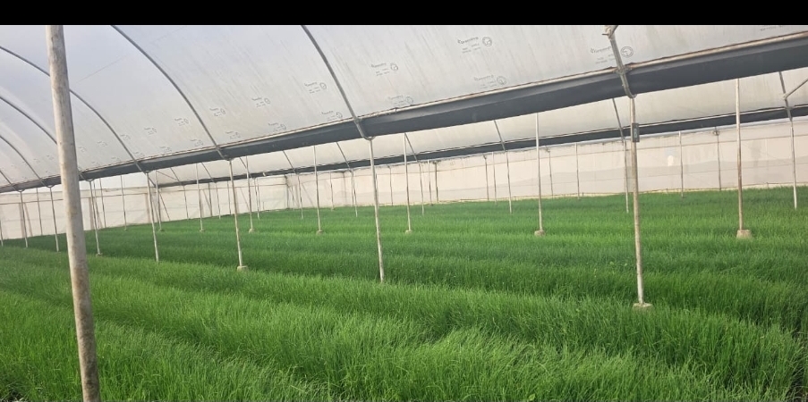 import fresh chives from Kenya