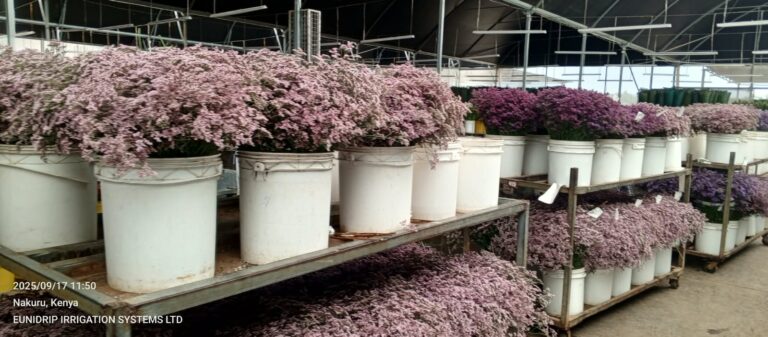 Gypsophila Post-Harvest Handling in Kenya