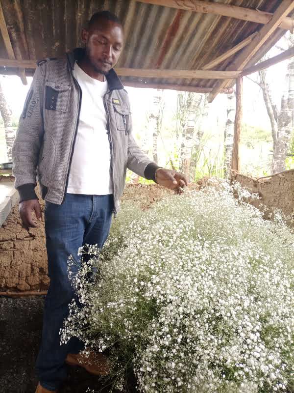 chives for sale in Poland